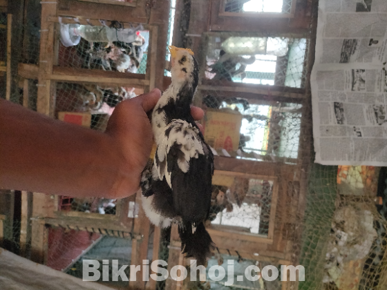 দেশি মুরগির বাচ্চা কেজি দরে বিক্রি করা হবে